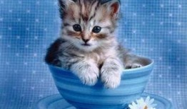 吃瓜小黄猫文件,揭秘娱乐圈幕后故事