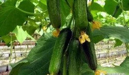 梦见准备买黄瓜吃瓜,揭秘买黄瓜吃瓜的神秘寓意