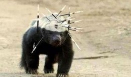 带你吃瓜 平头哥