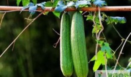 秋季必吃三瓜,必吃三瓜，健康美味两不误