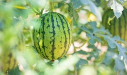 江苏可以直接吃的瓜,可直接品尝的鲜甜瓜果之旅