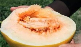 蟹花蜜瓜怎么吃,夏日清新美食的多样吃法探索