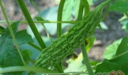 瓜园里吃瓜,品味瓜果的甜蜜时光