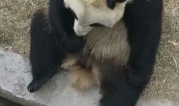 打球的小野 吃瓜,揭秘运动与娱乐的跨界魅力