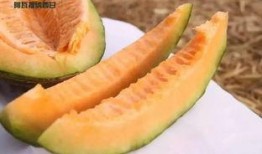 福工商吃瓜,揭秘校园吃瓜背后的故事