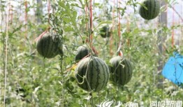 曹县吃瓜视频原声,揭秘网络热传背后的故事