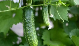 大家都在吃瓜下句,揭秘娱乐圈最新热点事件