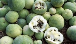 微山吃瓜的由来,一场民间美食的传承与演变