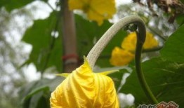 瓜园里吃瓜,品味瓜果的甜蜜时光