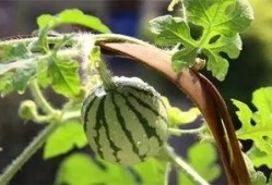 小王吃瓜树叶视频,趣味视频引网友热议