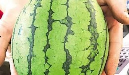 青岛恒星科技吃瓜,揭秘校园里的“吃瓜”风云