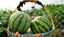 信号差吃瓜视频,揭秘网络热点的背后真相