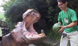 河马吃西瓜吃哈密瓜,西瓜与哈密瓜的甜蜜邂逅