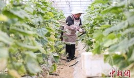 田间边采瓜摘边吃瓜视频,瓜香四溢的田园美味体验