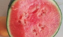 漳浦吃瓜视频,揭秘当地特色美食与风土人情