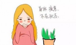 马大哈吃麻瓜,马大哈的麻瓜冒险之旅