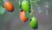 王瓜怎么吃呢,解锁美味新体验