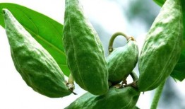 月牛吃瓜,揭秘网络热梗背后的趣味与思考